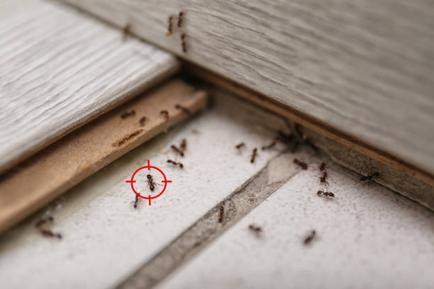 Best Pest Control for Businesses  in Jarales, NM