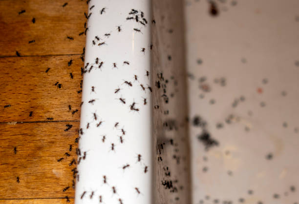 Best Flea Control Services  in Jarales, NM